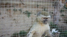 Animale la Moara de Vânt, Cluj, maimuţica Luiza