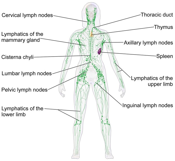 sistemul limfatic al femeii